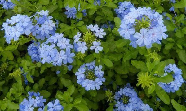 混合花境设计与种植建议！-园林景观干货