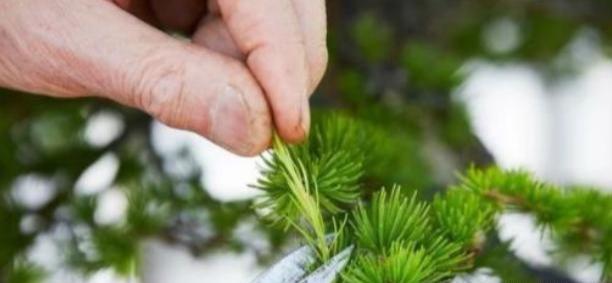 这是我见过最全的“盆景修剪”指南，以前不明白的重点，看完即会