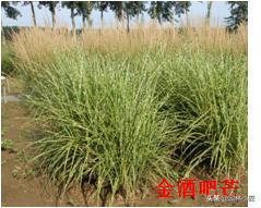 北方园林行业比较火的观赏草 | 高50-80厘米