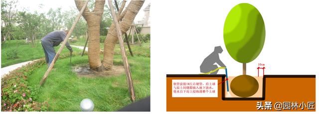 园林绿化养护中，苗木浇水标准