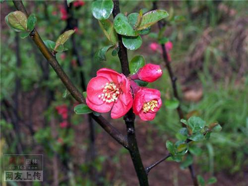 80种常见园林植物 · 景观设计师必知