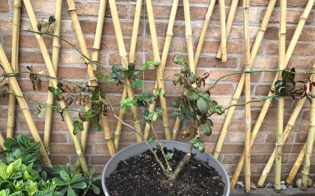 月季横拉很简单，做好这四点，芽点萌发多，花开多又美