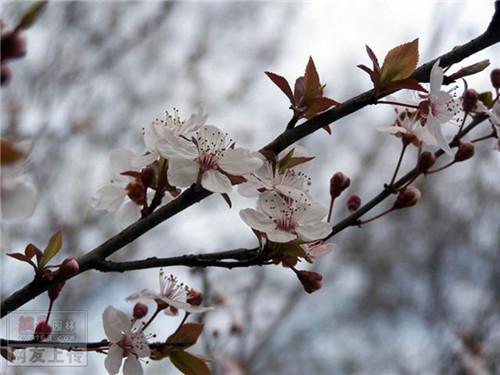 80种常见园林植物 · 景观设计师必知