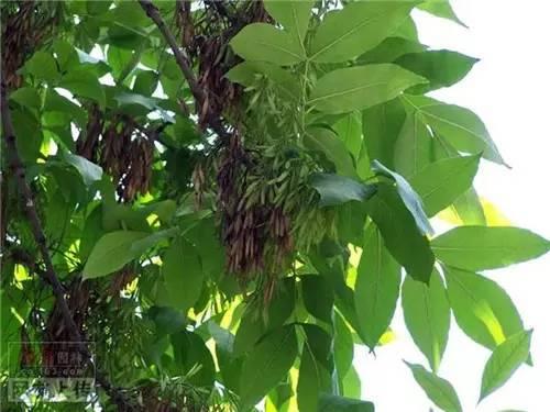 80种常见园林植物 · 景观设计师必知