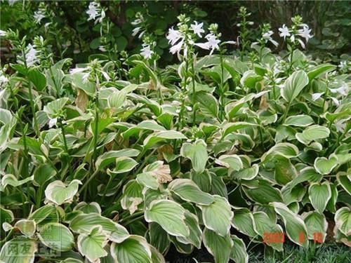 80种常见园林植物 · 景观设计师必知