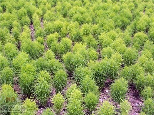 80种常见园林植物 · 景观设计师必知