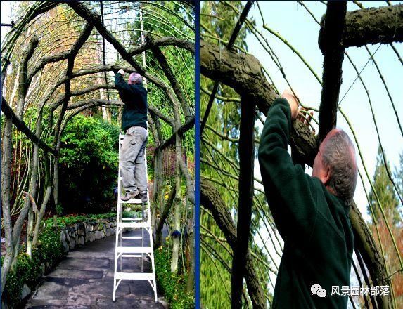 在这个看脸的时代，园林植物也需要"整形"！一起聊聊园林植物修剪