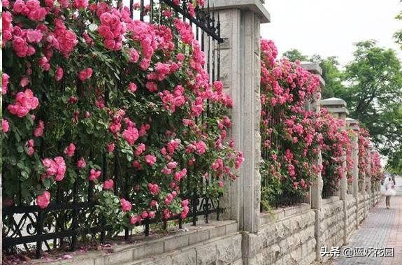 围栏围墙植物，就选这6种，好看防盗效果好