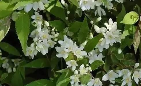 花境设计不用愁，国内60种热门花境植物汇总