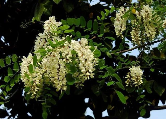 园林景观人必知的65种相克植物