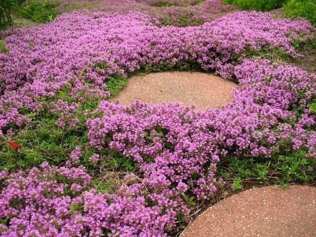适合养石板路旁边的6种低矮植物，耐旱又耐寒