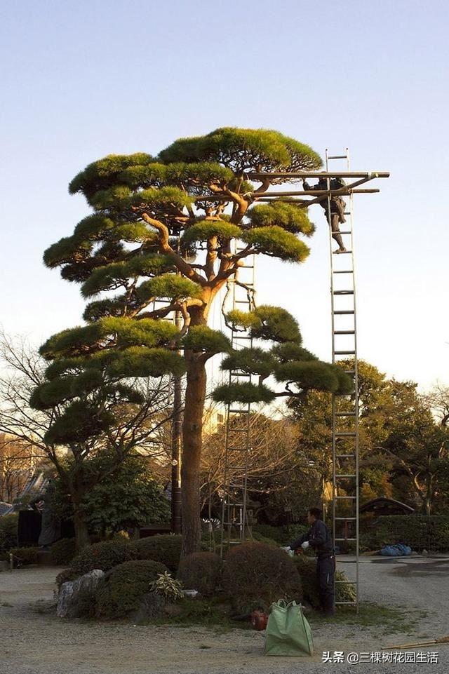 你看到美好的花园植物都要靠园艺师日常不断修正