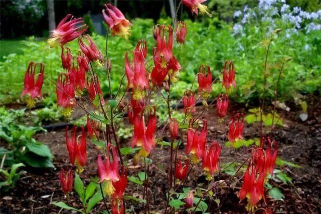 混合花境设计与种植建议！-园林景观干货