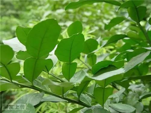 80种常见园林植物 · 景观设计师必知