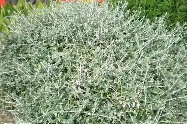 花境设计不用愁，国内60种热门花境植物汇总