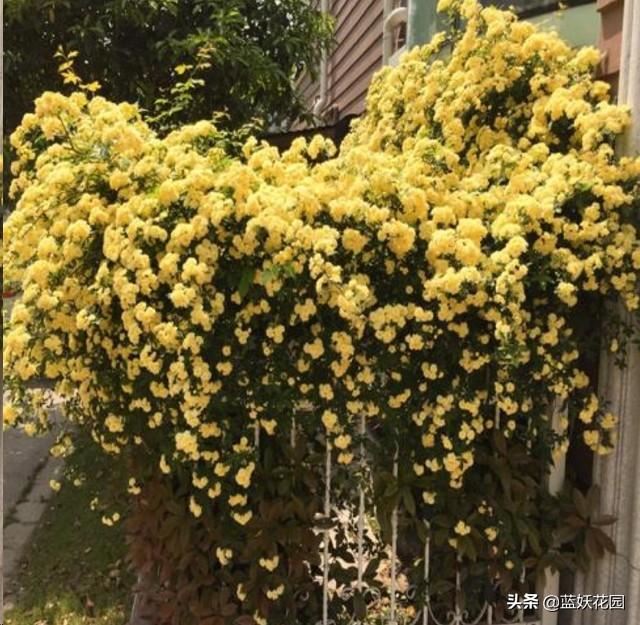 围栏围墙植物，就选这6种，好看防盗效果好