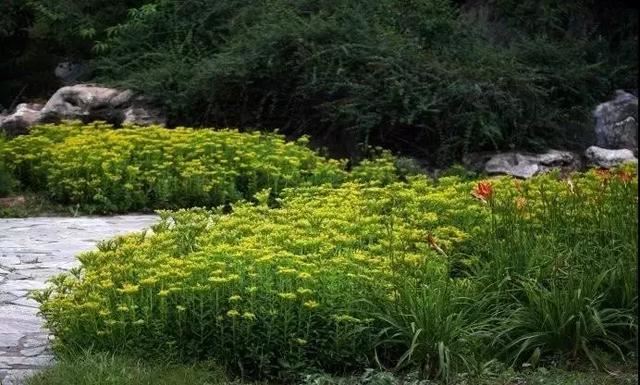花园边角软化：镶边地被植物20款，超美的