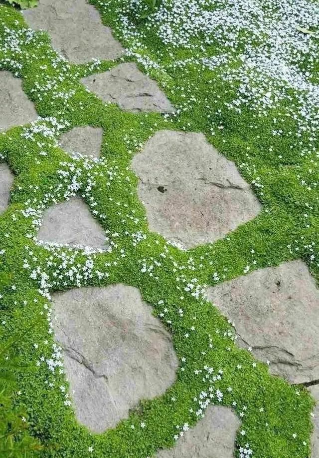 地被植物，给院子铺层地毯