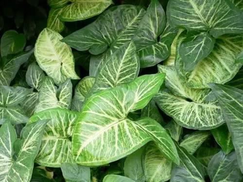 80种常见园林植物 · 景观设计师必知