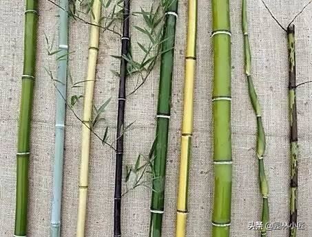 竹子在园林景观中的应用，创新不断，备受现代人的喜爱