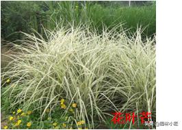 北方园林行业比较火的观赏草 | 高50-80厘米
