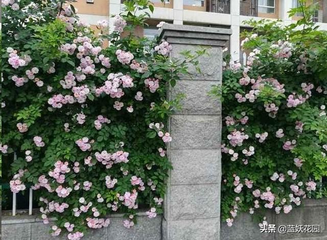围栏围墙植物，就选这6种，好看防盗效果好