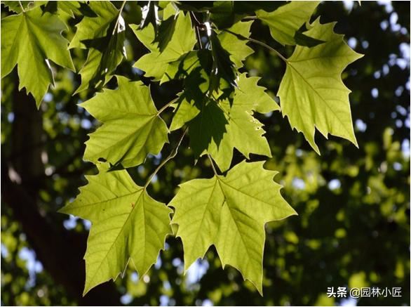 园林植物观赏特性——叶形，案例总结