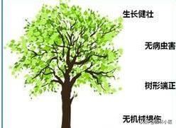 园林景观中，号苗工作