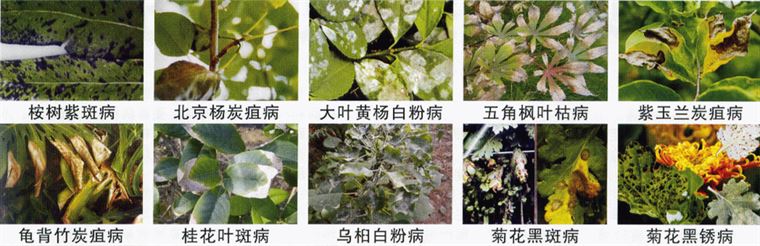 园林植物常见病虫害汇总（收藏篇），或许对你有用！持续更新