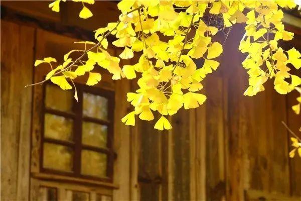 植物风水学