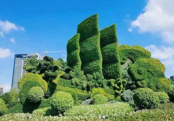 园林景观小知识，绿篱篇