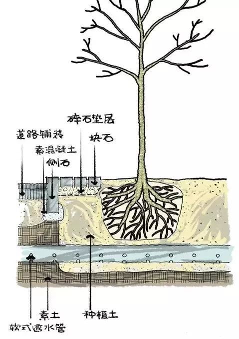 干园林景观设计的千万别说自己不清楚怎么栽树