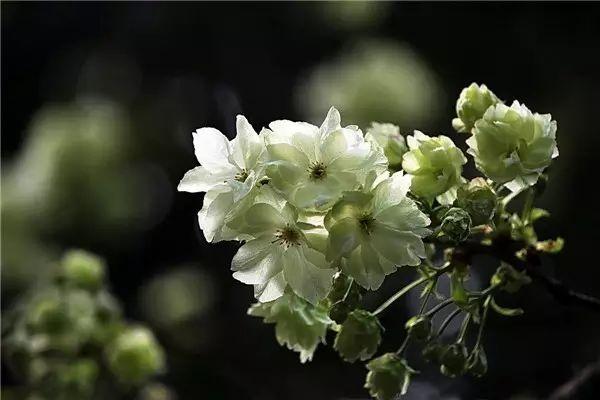 植物风水学