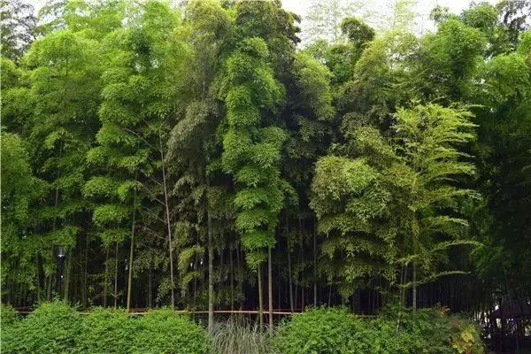 植物风水学