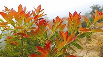 [树木传奇]木上荷花：生物防火卫士