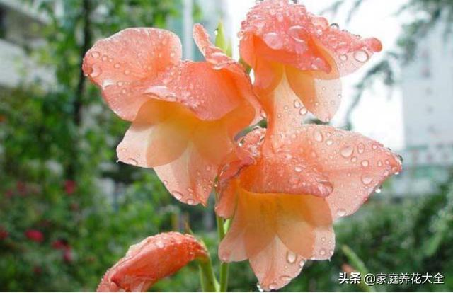菖蒲和唐菖蒲，名虽似却大有不同，一起来看看吧
