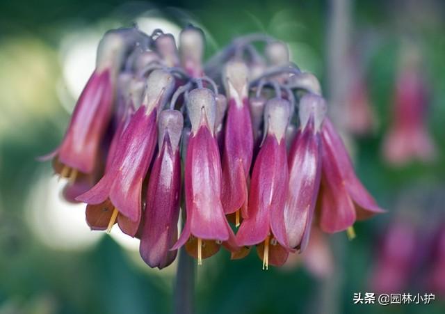 “落地生根”太好养，为什么养花高手也不敢养？