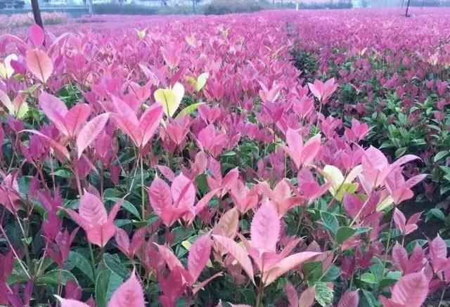 园林景观配置彩叶植物