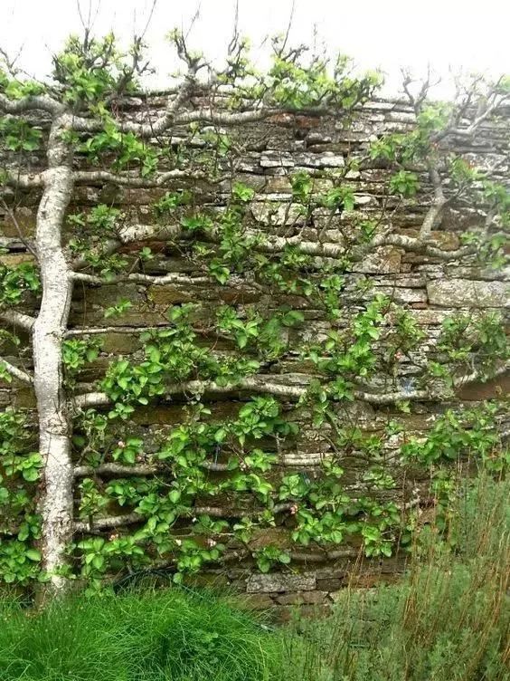「植物在空间中的布局和应用」9个设计思路