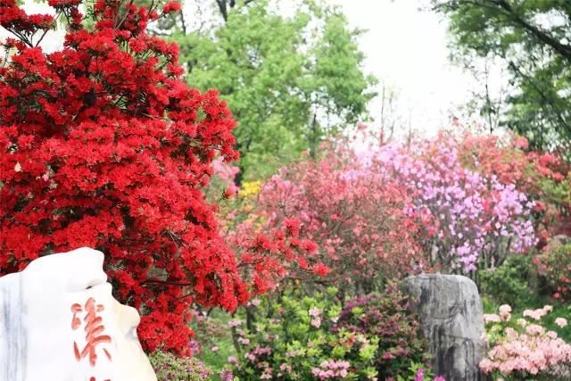 园林景观中的重头戏——植物景观设计