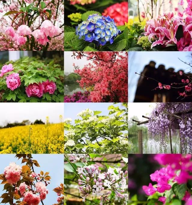 园林景观中的重头戏——植物景观设计