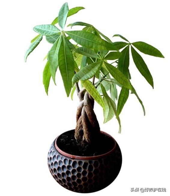 花市上常见二十八种植物的寓意，有你知道的么？