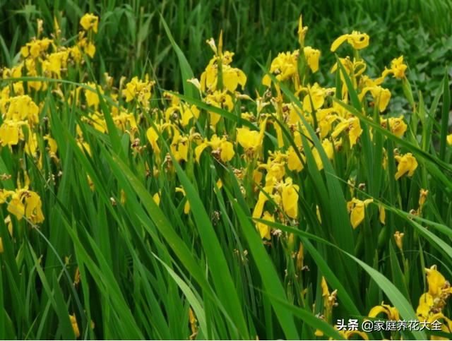 菖蒲和唐菖蒲，名虽似却大有不同，一起来看看吧