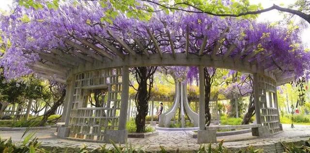 「植物在空间中的布局和应用」9个设计思路