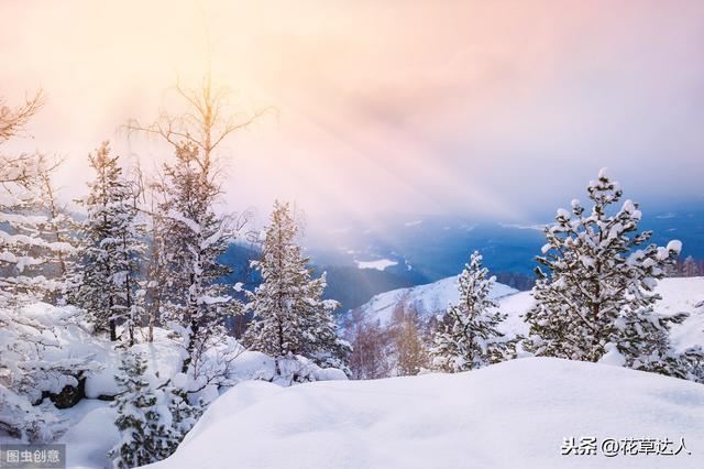 雪后园林苗木该如何管理？