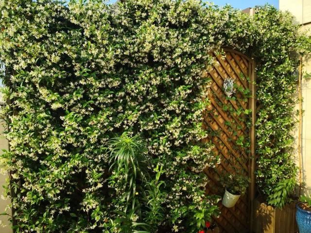 「植物在空间中的布局和应用」9个设计思路