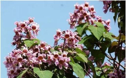 园林绿化中不可或缺的观花类乔木“首选树种”
