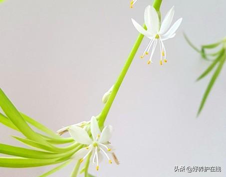 五种爱"吃醋"的花，加点醋准爆盆