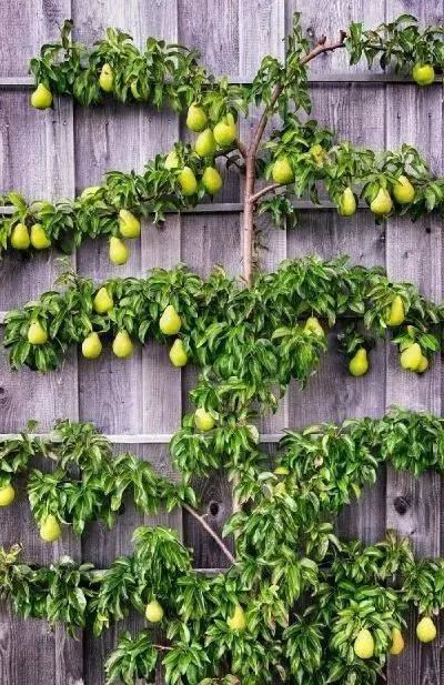 「植物在空间中的布局和应用」9个设计思路