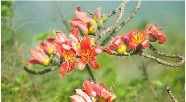园林绿化中不可或缺的观花类乔木“首选树种”